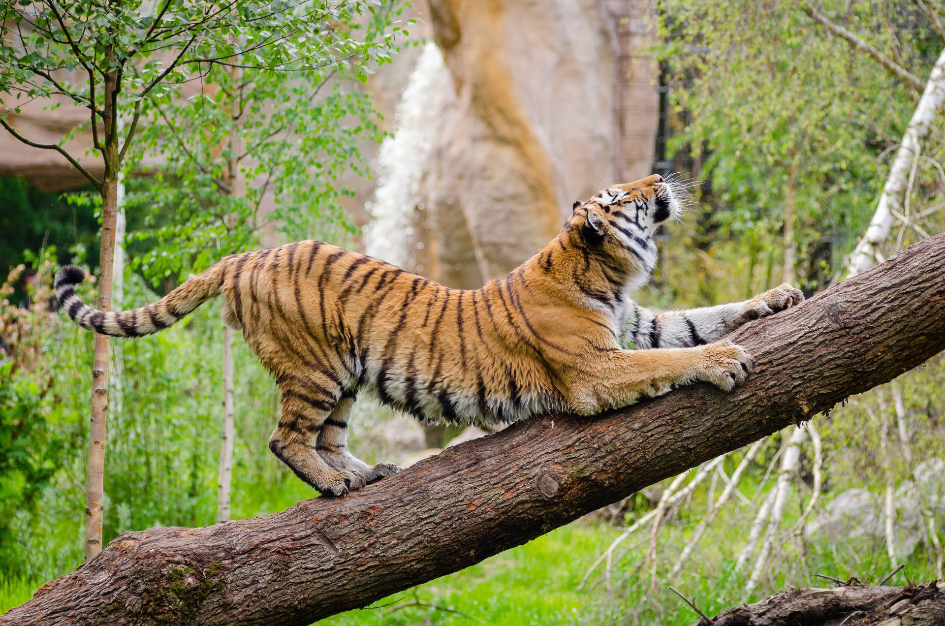 Candid Stretching Tiger Iphone Wallpaper