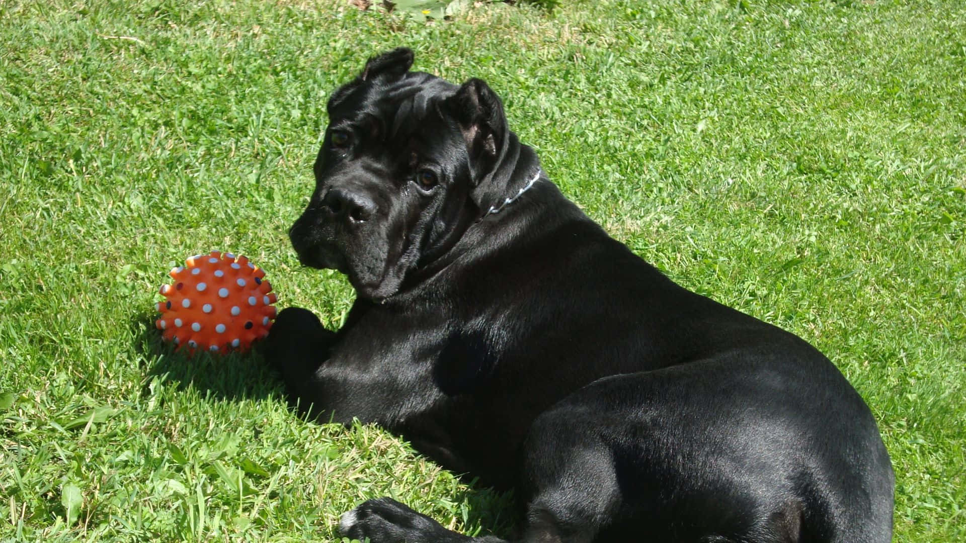 Loyalty, Strength, Elegance - The Face of a Cane Corso