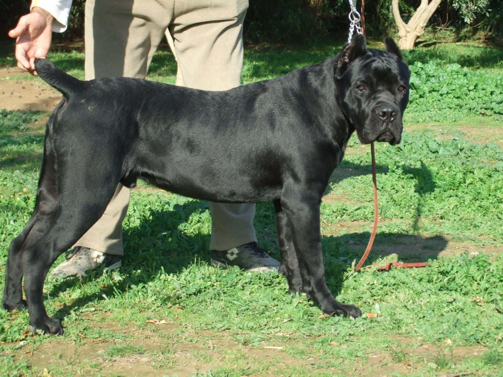 Cute Cane Corso Puppy Ready To Play