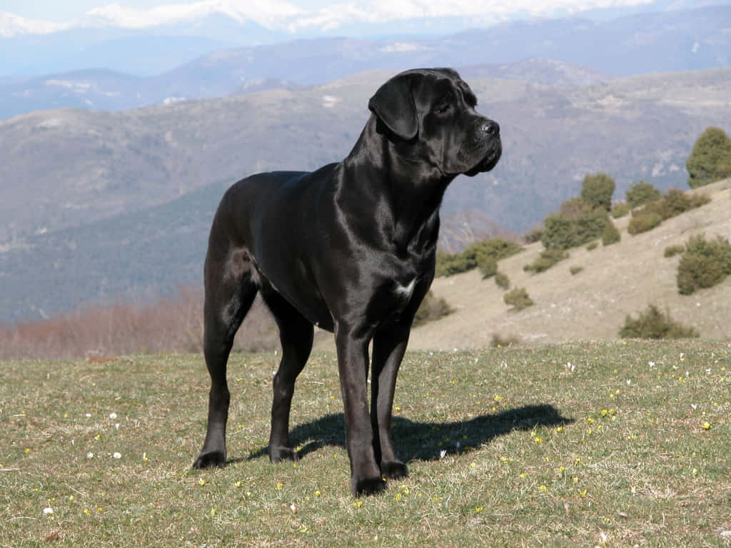 The majestic Cane Corso breed of breed is the perfect fit for protective and loyal family companion.