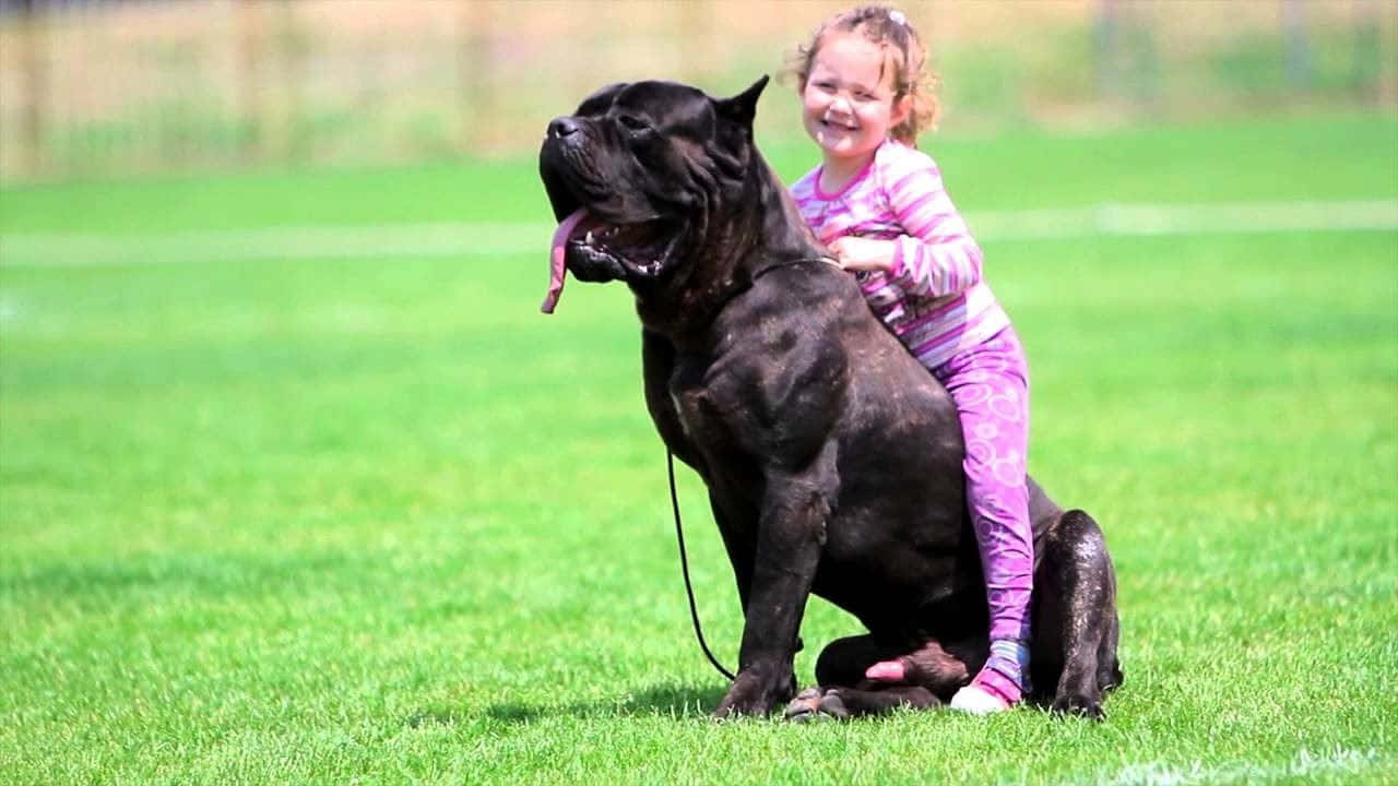The majestic and powerful Cane Corso