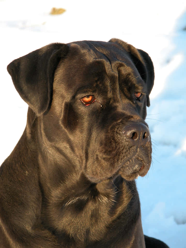 The Loyal and Strong Cane Corso
