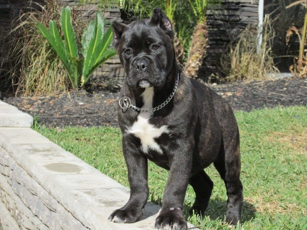 Welcome to the World of Cane Corso
