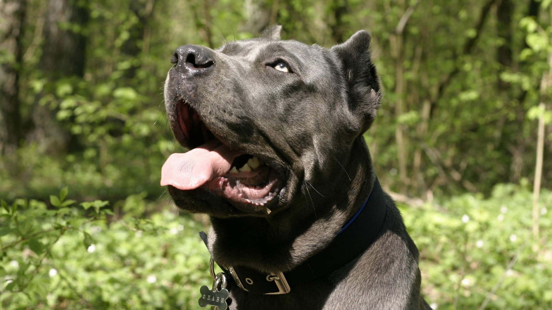 Photo  A handsome adult Cane Corso, sitting proudly