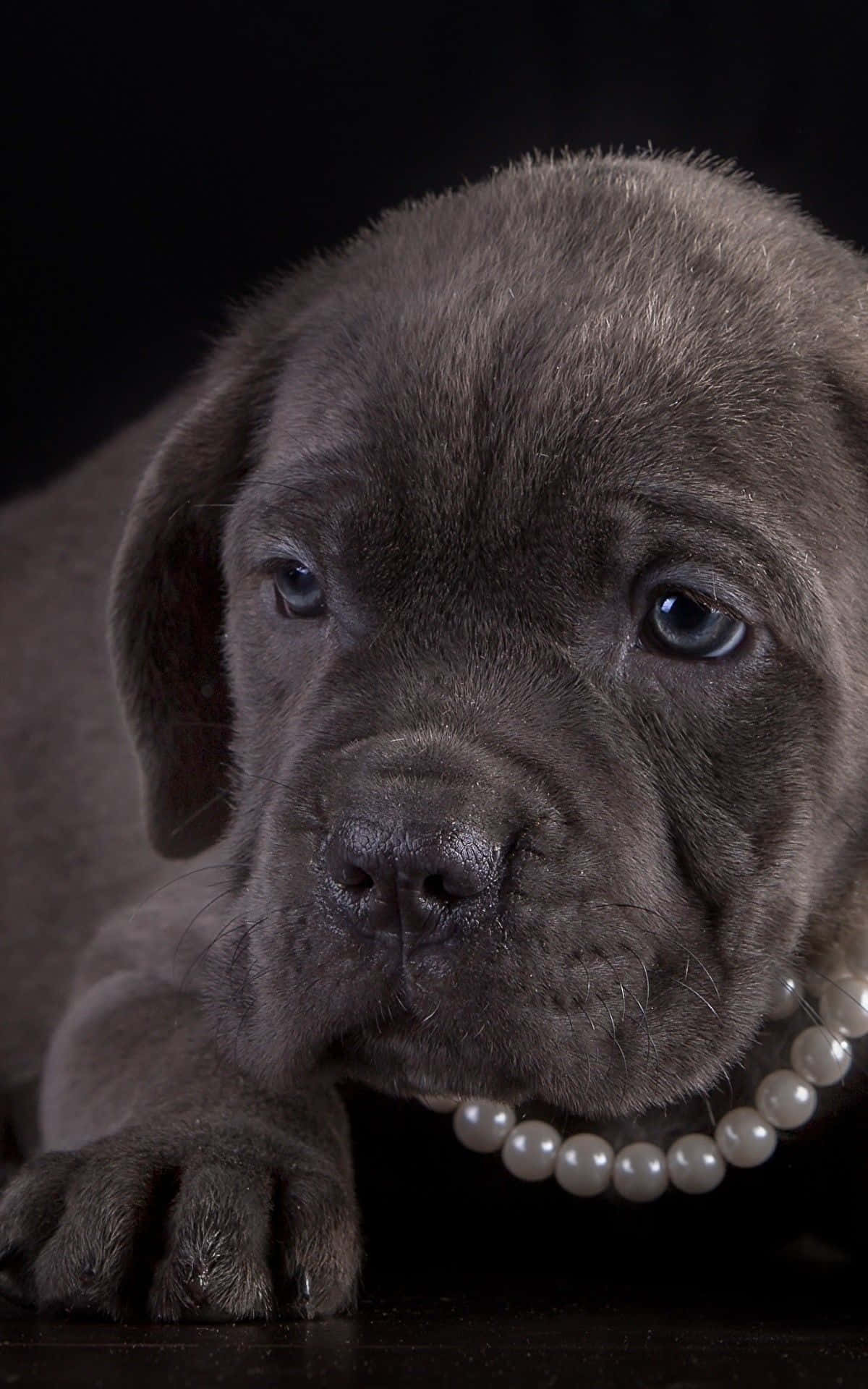 Treuerund Tapferer Beschützer: Der Majestätische Cane Corso Hund