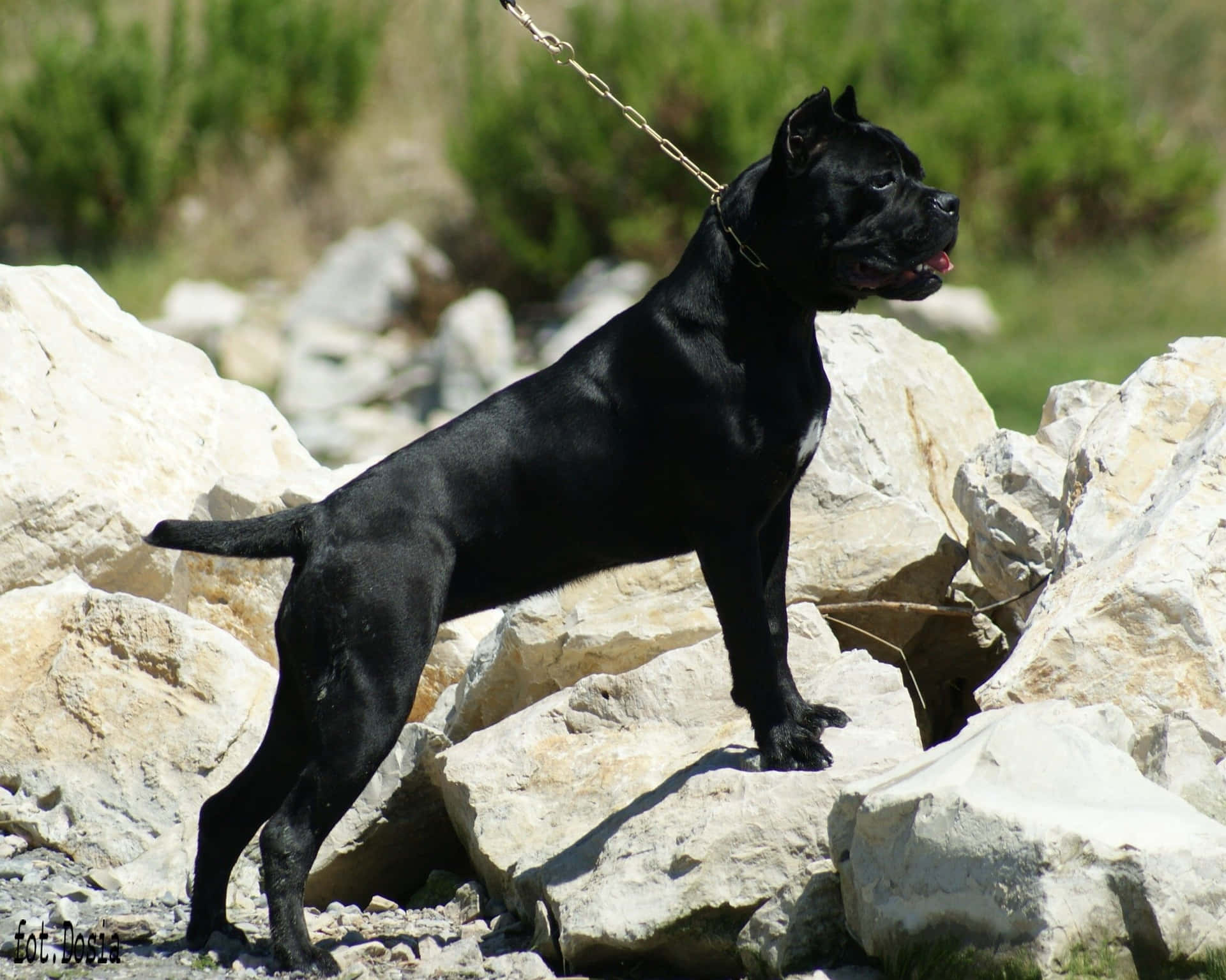 "Majestic and powerful - the Cane Corso"