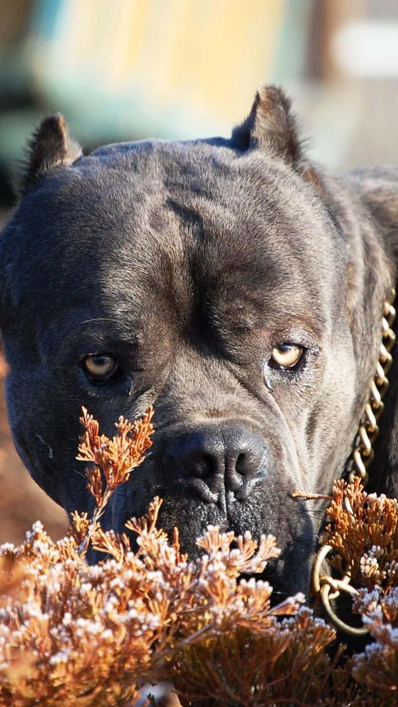 Adorable Cane Corso breeds stand ready to play in the sunshine.