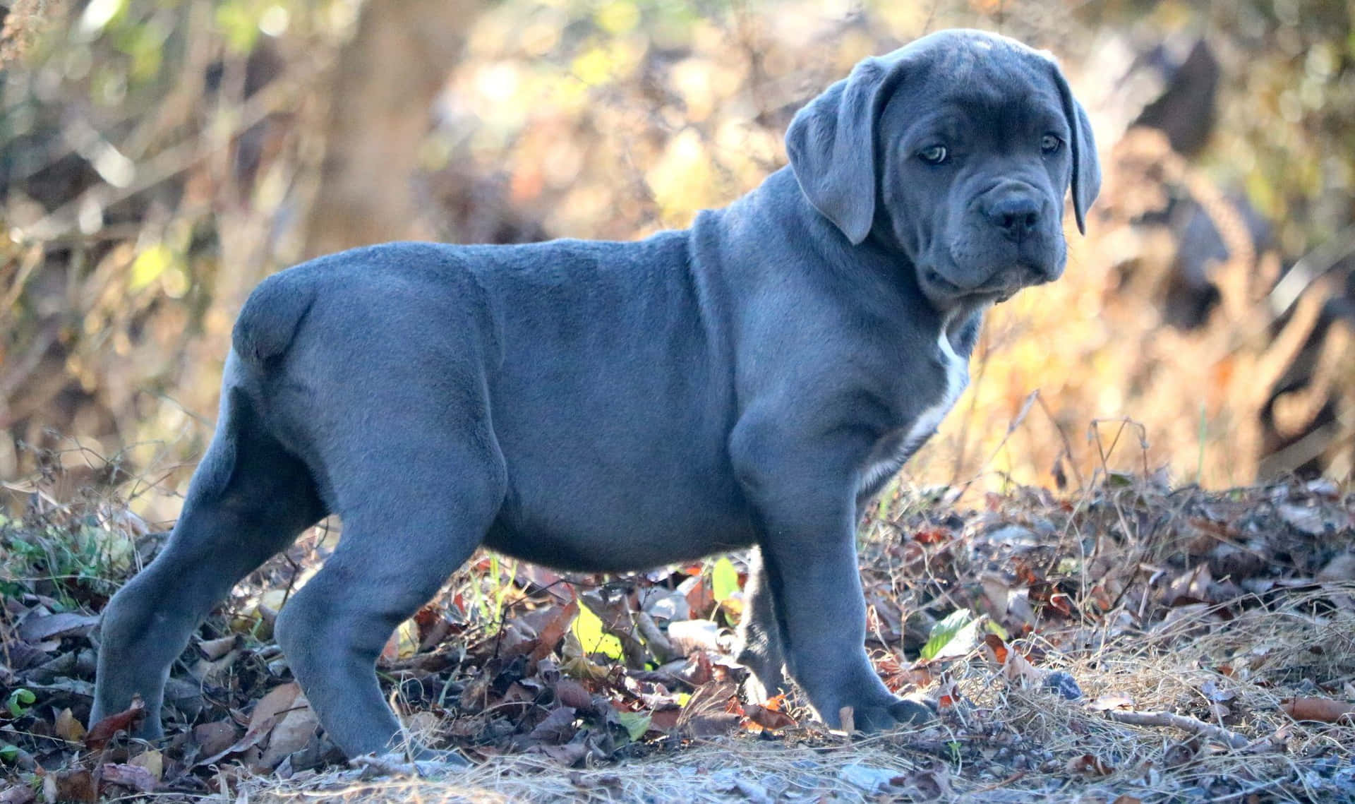 Majestic Cane Corso in the countryside