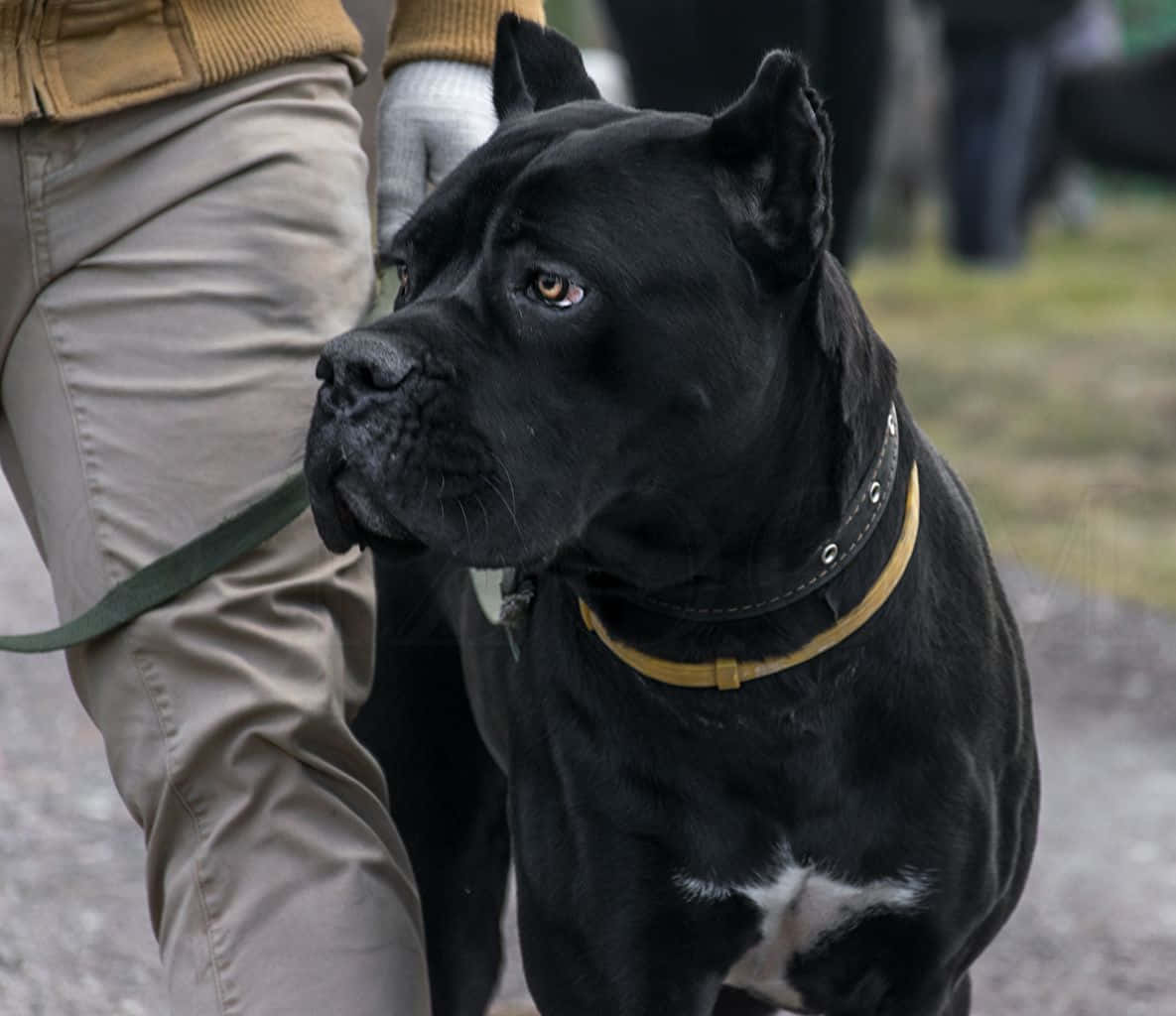"Get to know the majestic and powerful Cane Corso dog breed"
