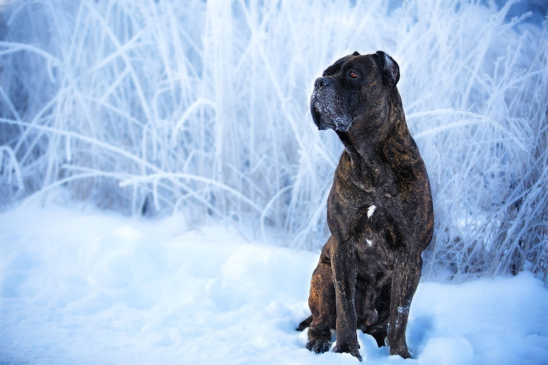 Cane Corso Dog In Snow Wallpaper