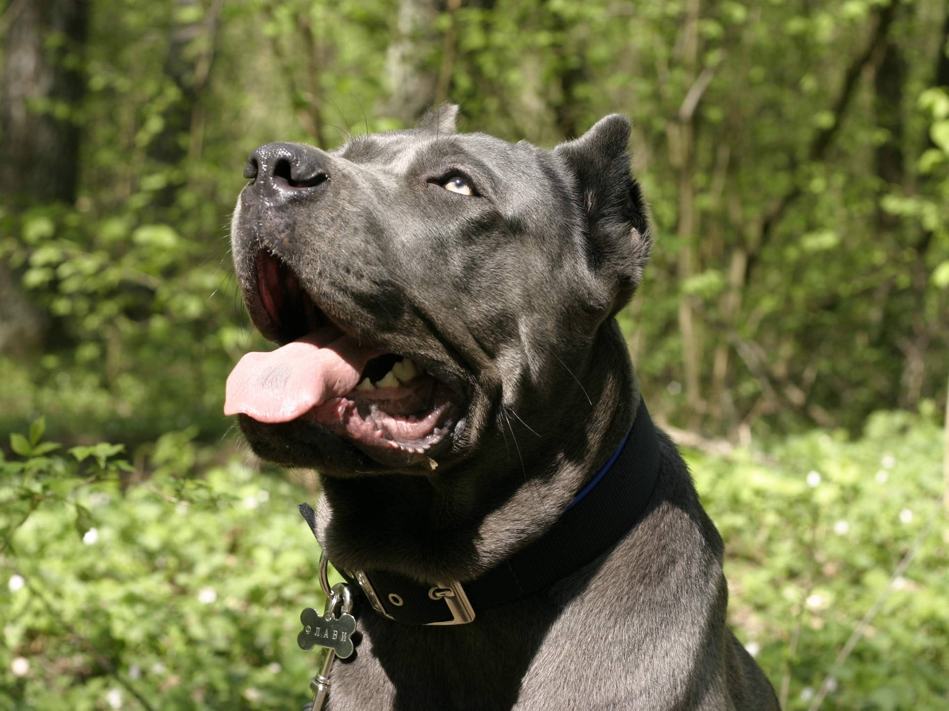 Cane Corso In The Forest Wallpaper