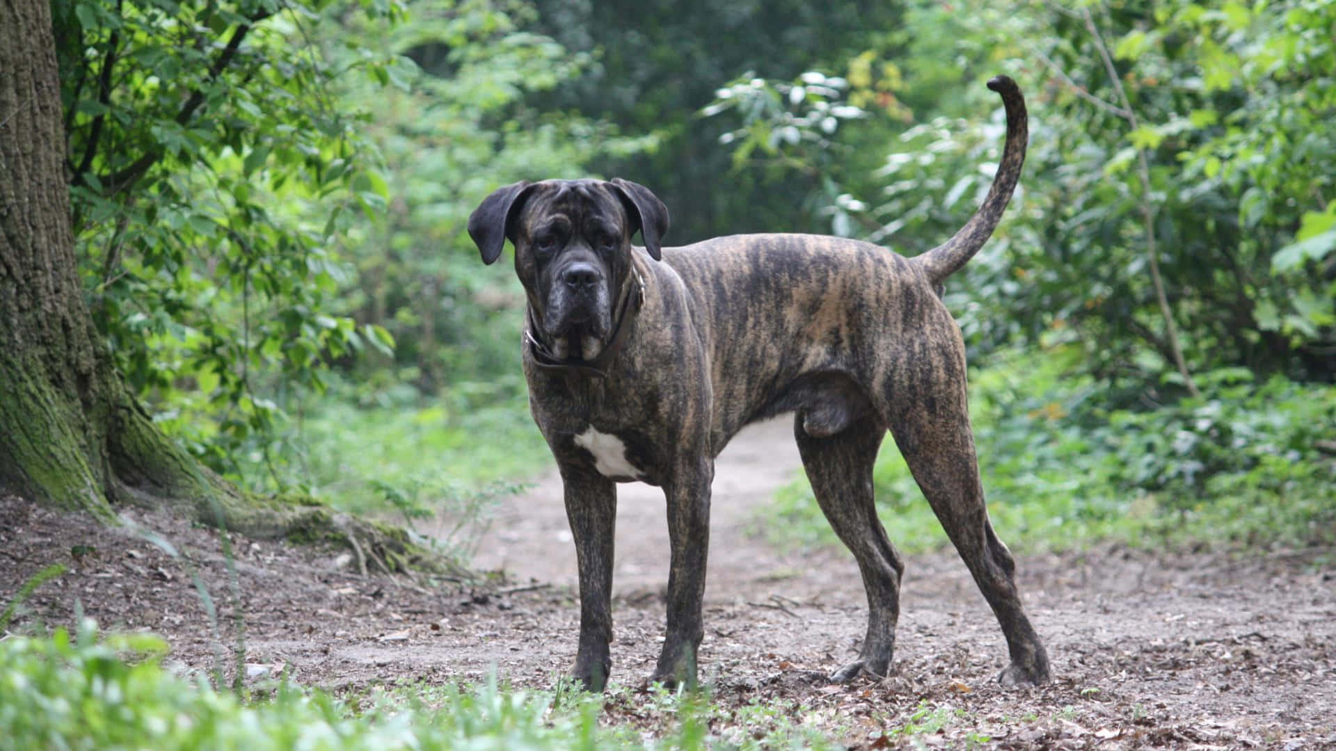"A Big Softy: This Handsome Cane Corso Is Ready for Furry snuggles Anytime"
