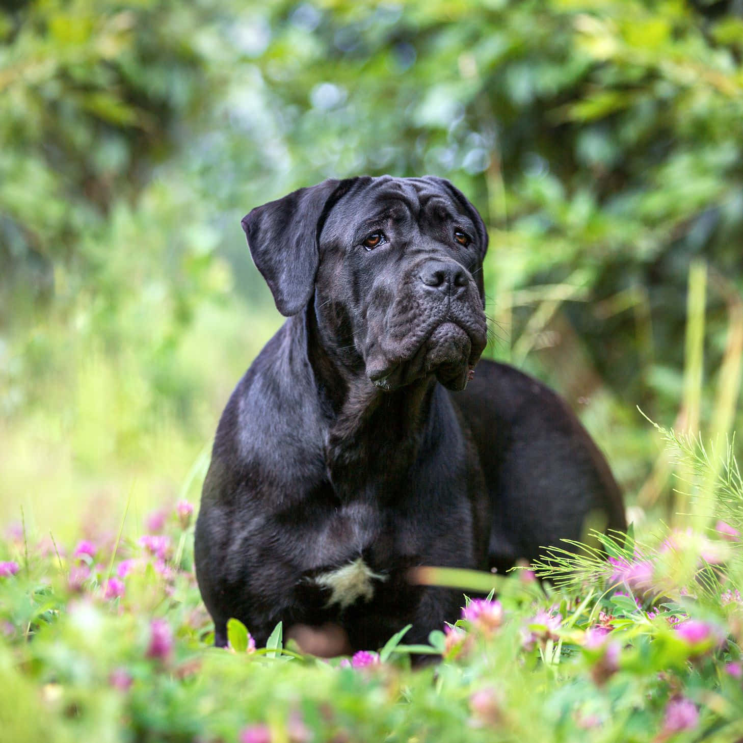 Admire the majesty of the Cane Corso