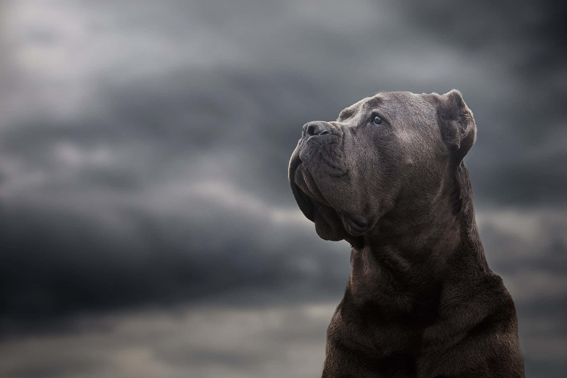 A Dog Is Looking Up At A Dark Sky