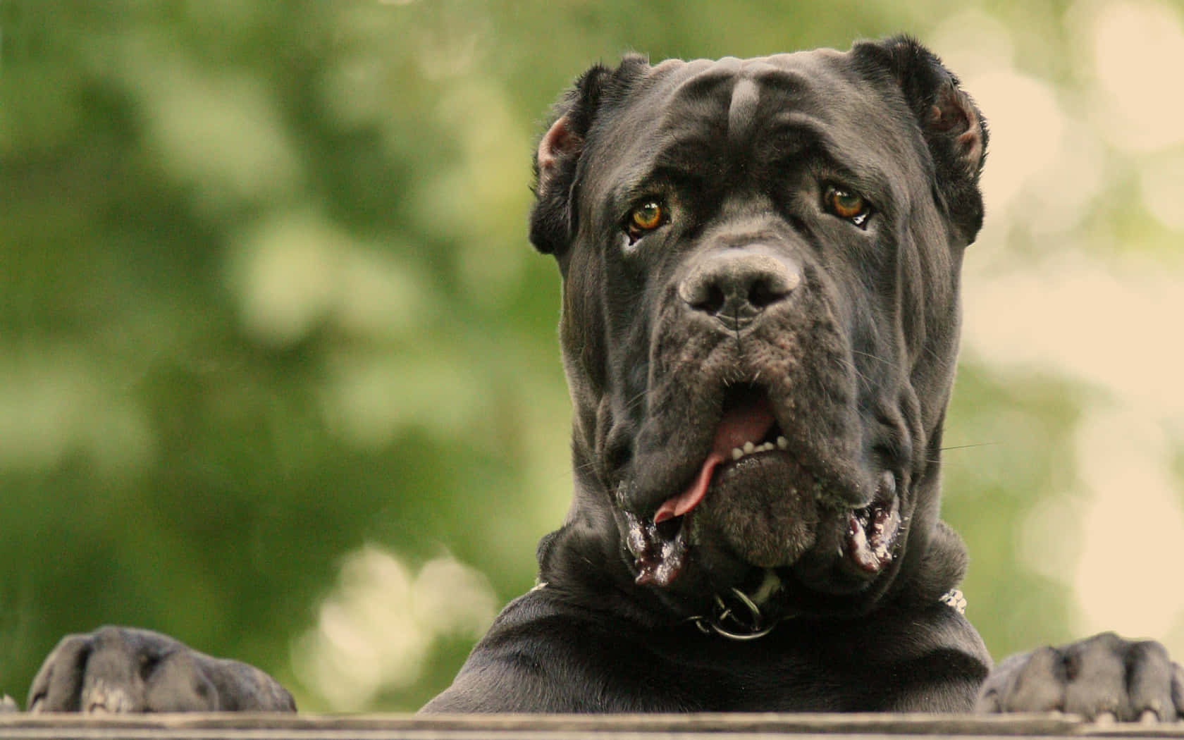 This loyal and protective Cane Corso is ready to be your best friend!