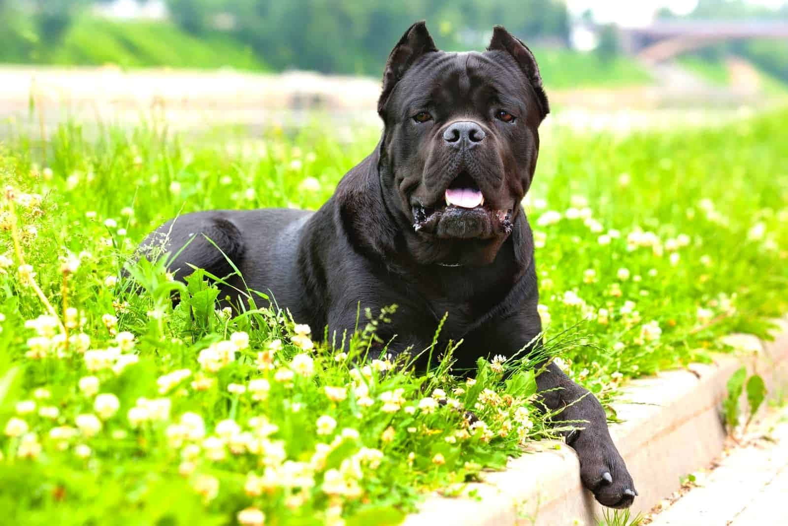 "This loyal and devoted Cane Corso is ready for action!"