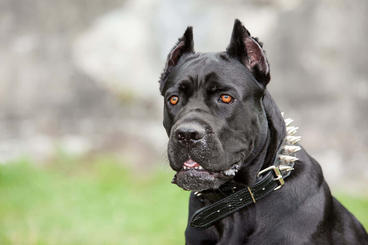 The Strong and Graceful Cane Corso