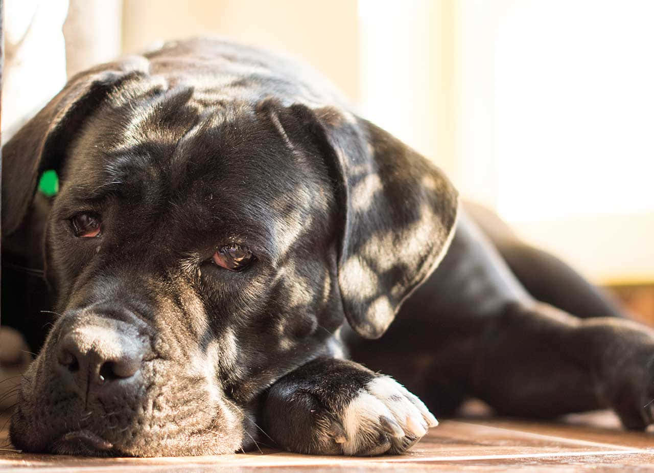 Guardians of the home: the noble, protective Cane Corso