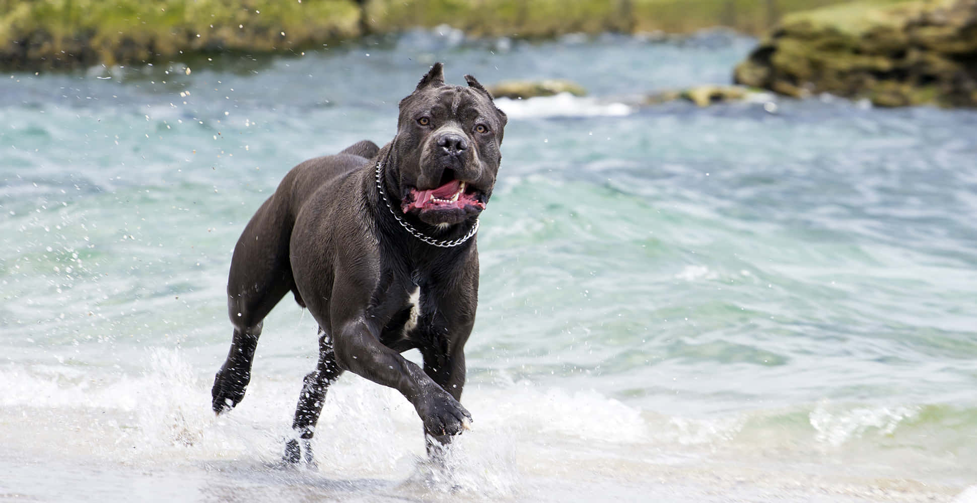 This Loyal Cane Corso is Alert and Ready To Protect