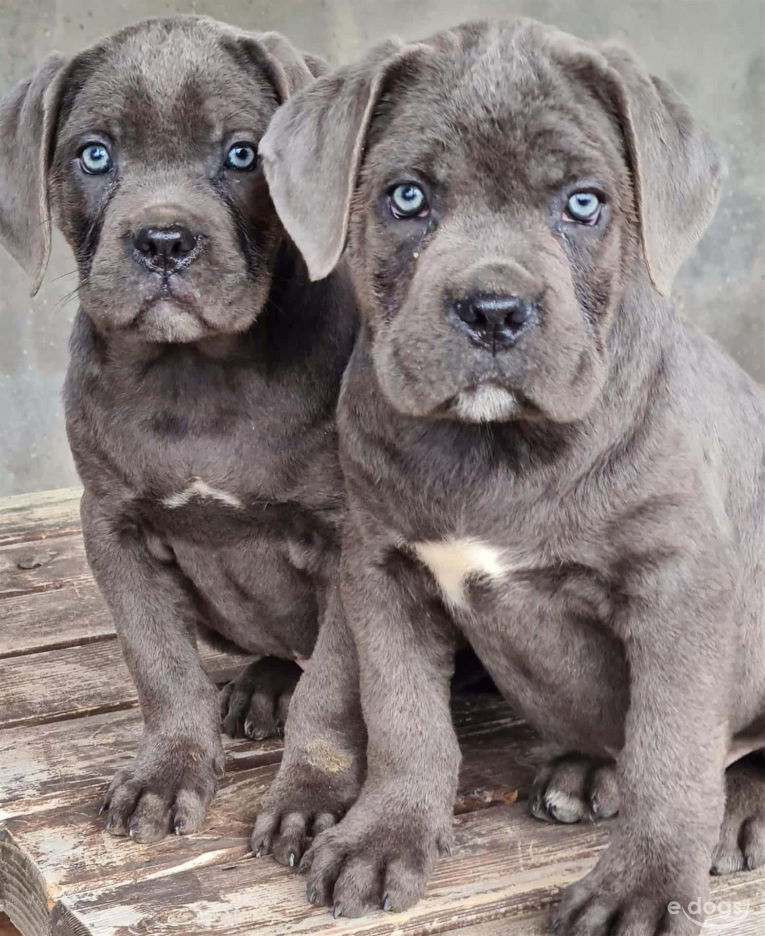 "The Cane Corso, a majestic and powerful breed of dog"