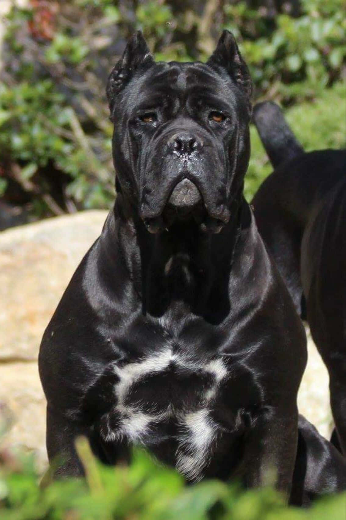 Stunning Cane Corso against a rustic wooden background