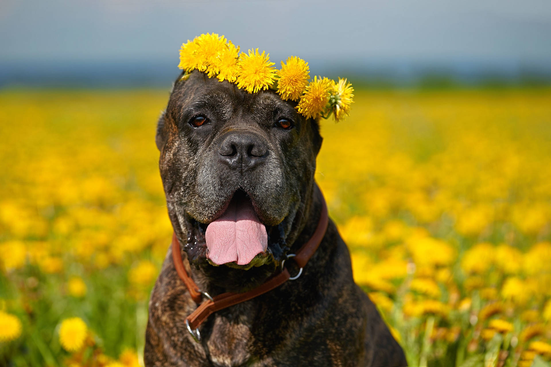 Cane Corso With A Sunflower Crown Wallpaper