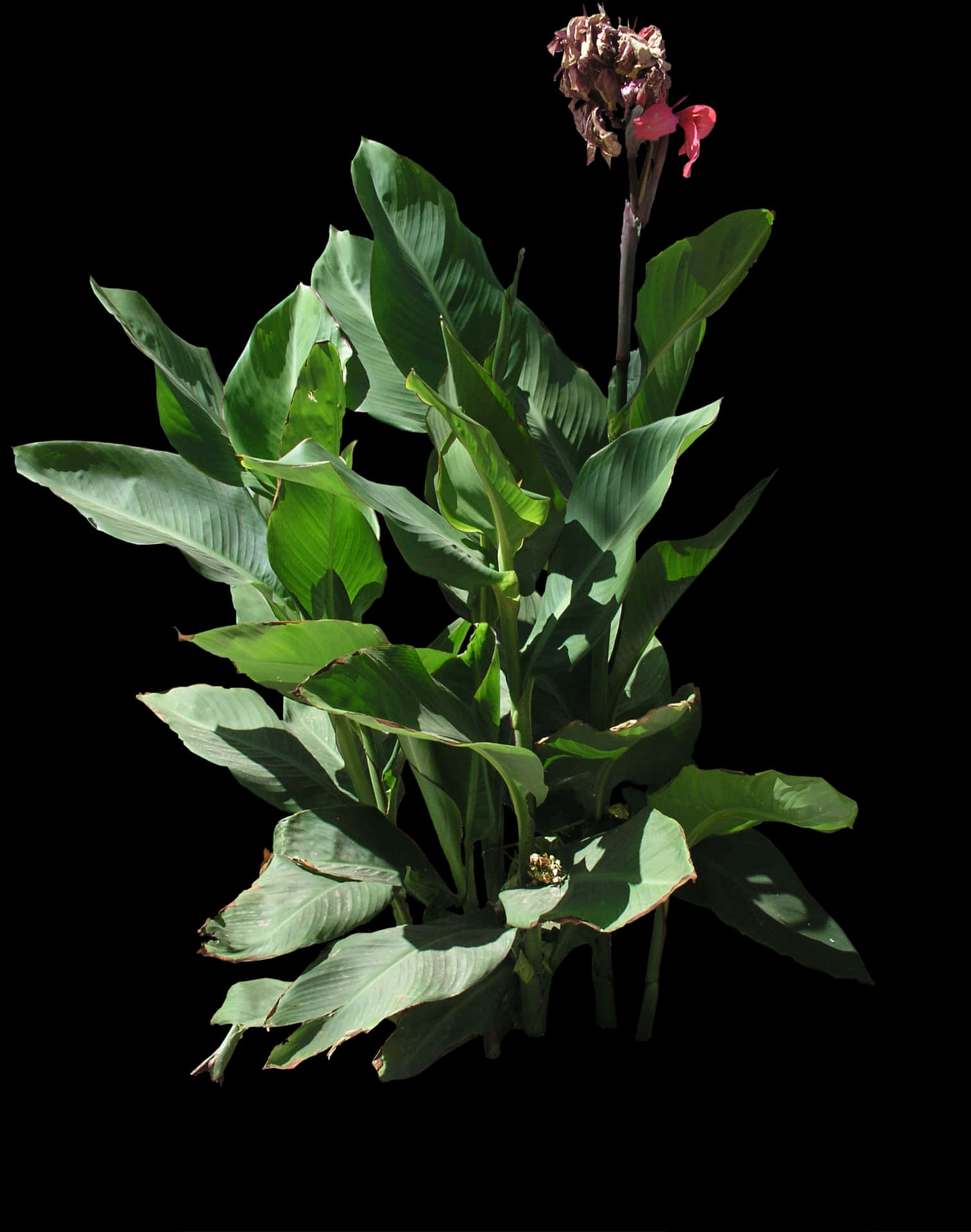 Canna Plantwith Fading Flowers PNG