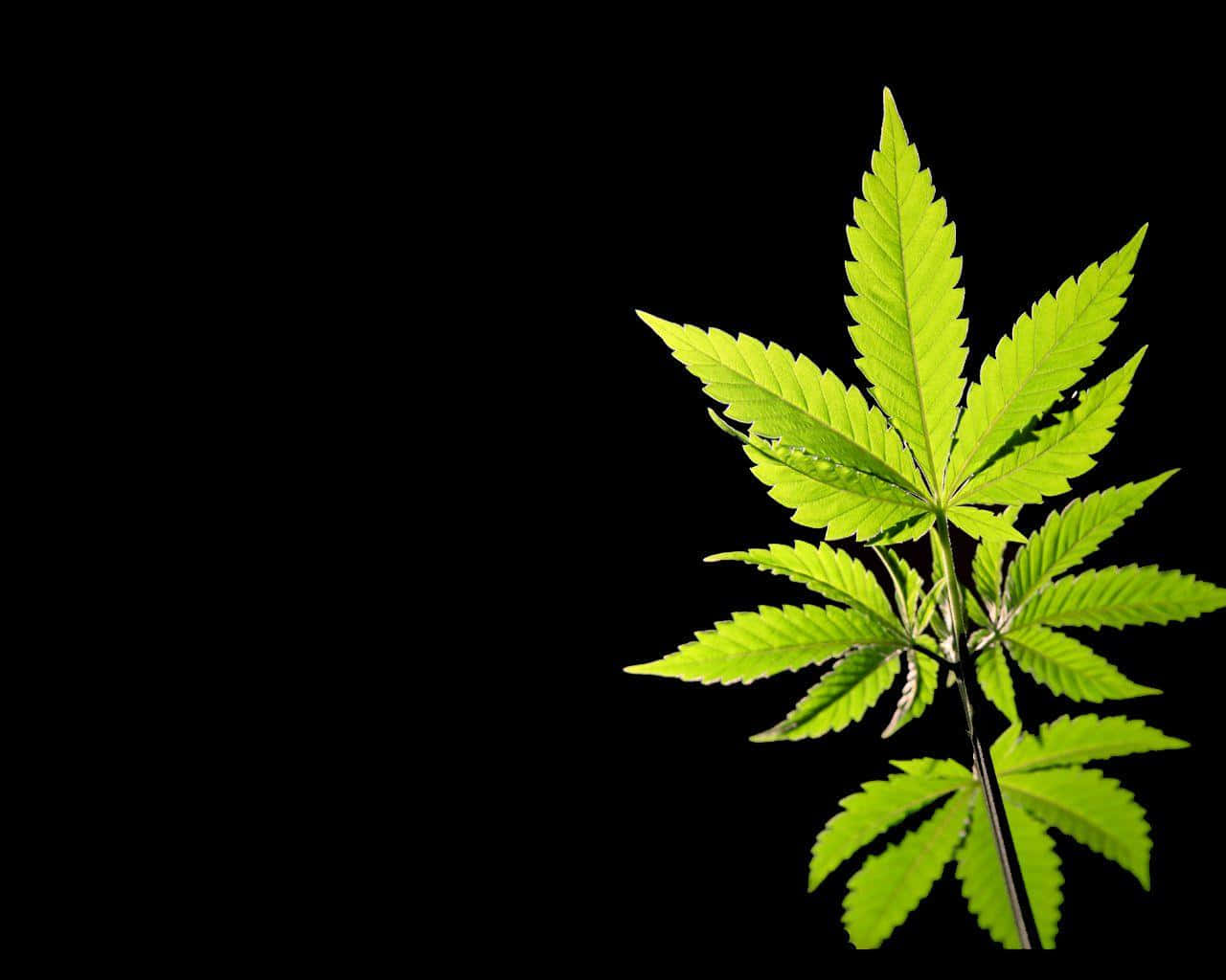 Diemeditativen Effekte Von Cannabis Genießen.