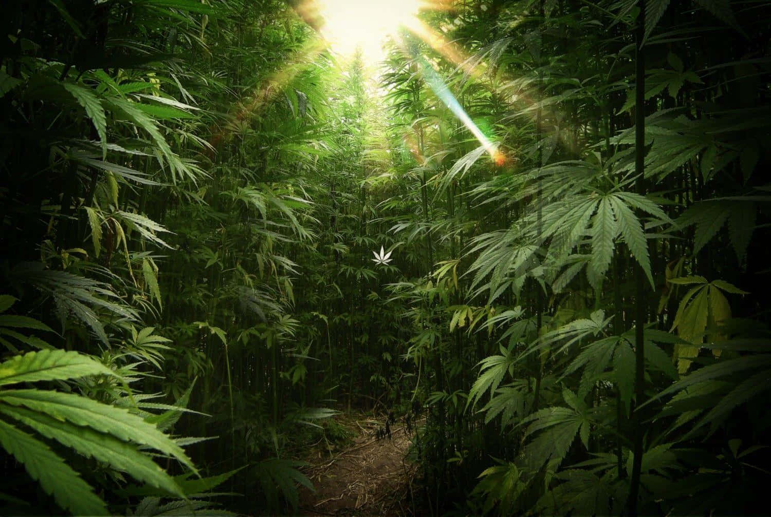 Enjoy a calming high with cannabis