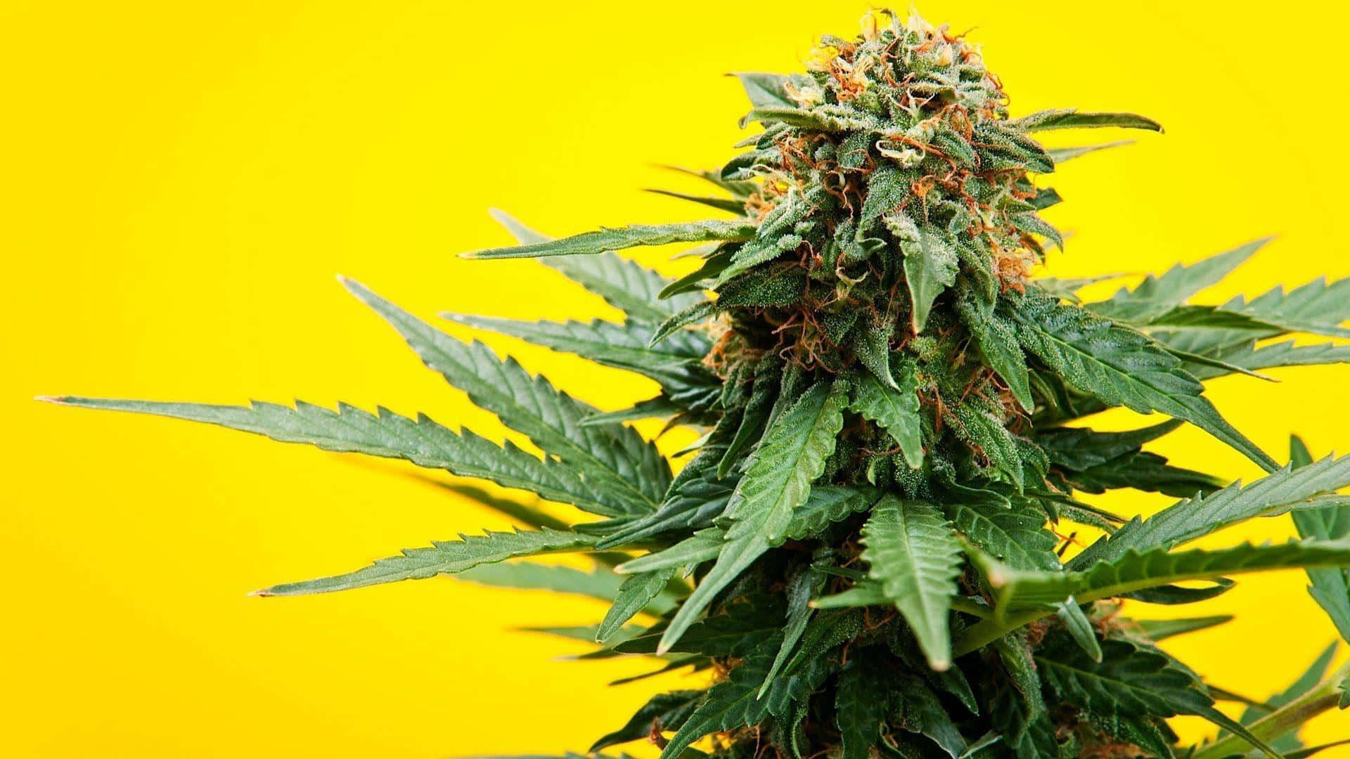 Einedankbare Ernte - Hochwertiges Cannabis Frisch Aus Dem Garten