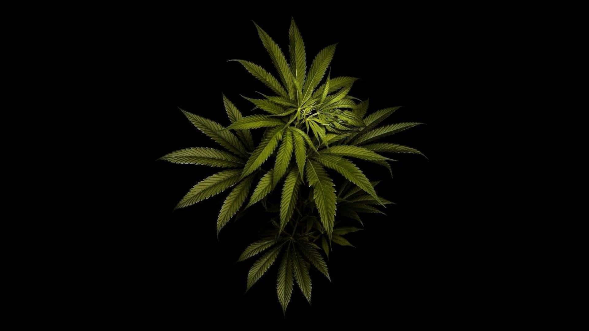 Denläkande Kraften Av Cannabis