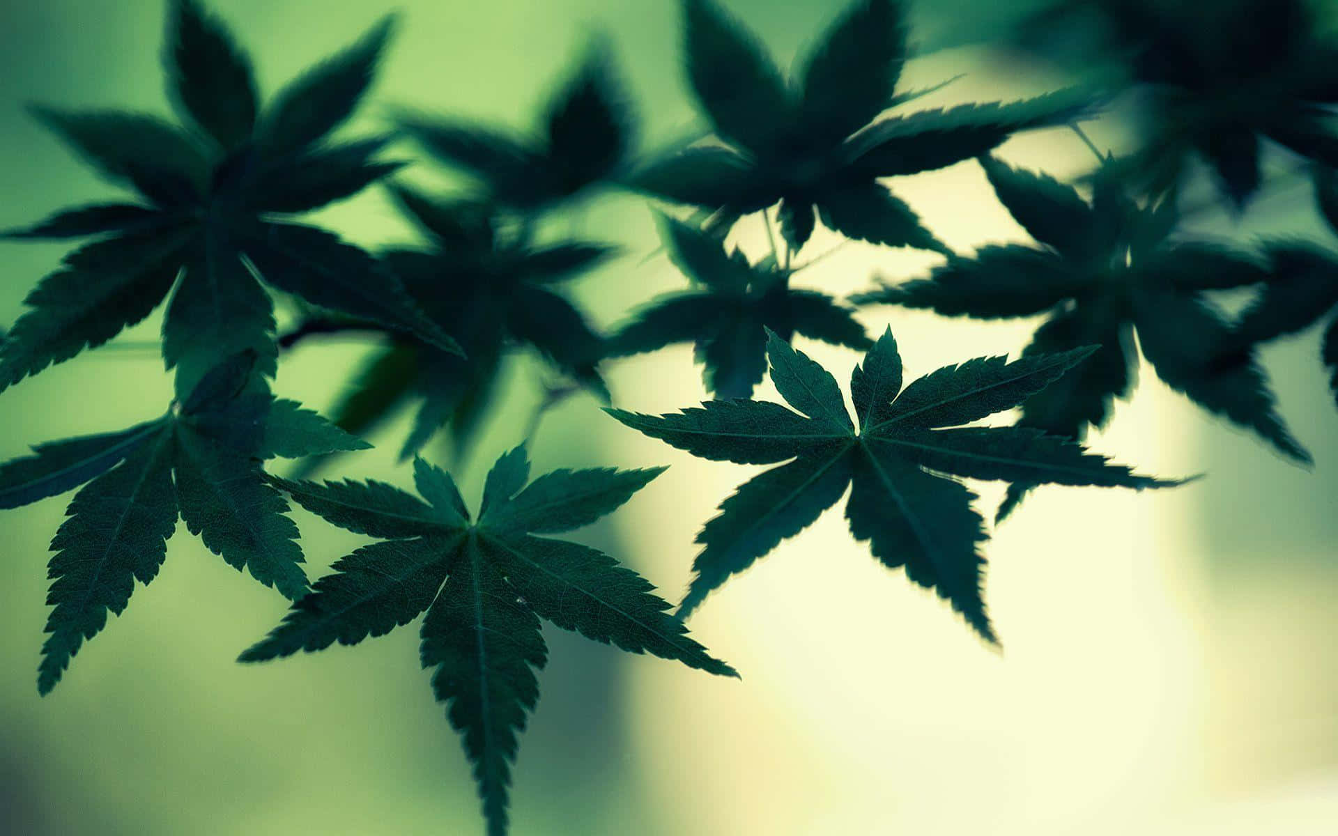 Descubrao Poder Da Cannabis