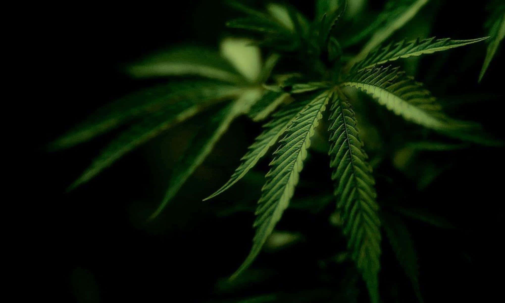 Låsupp Mysteriet Med Cannabis