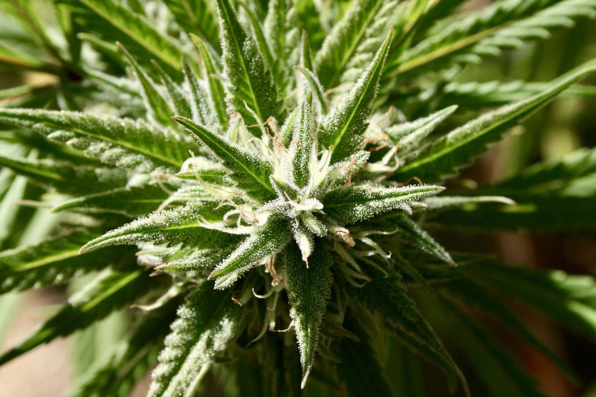 Enbild På En Cannabisplantagérd.