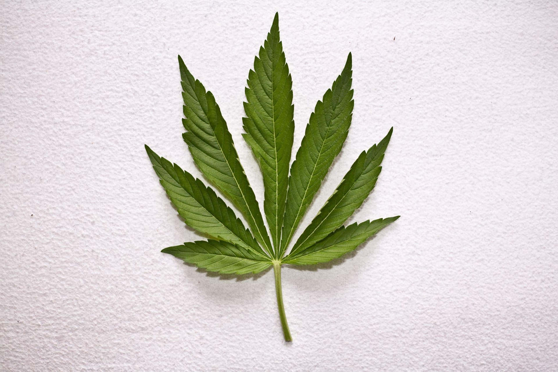 Qualitativhochwertige Cannabisprodukte Werden Überprüft.