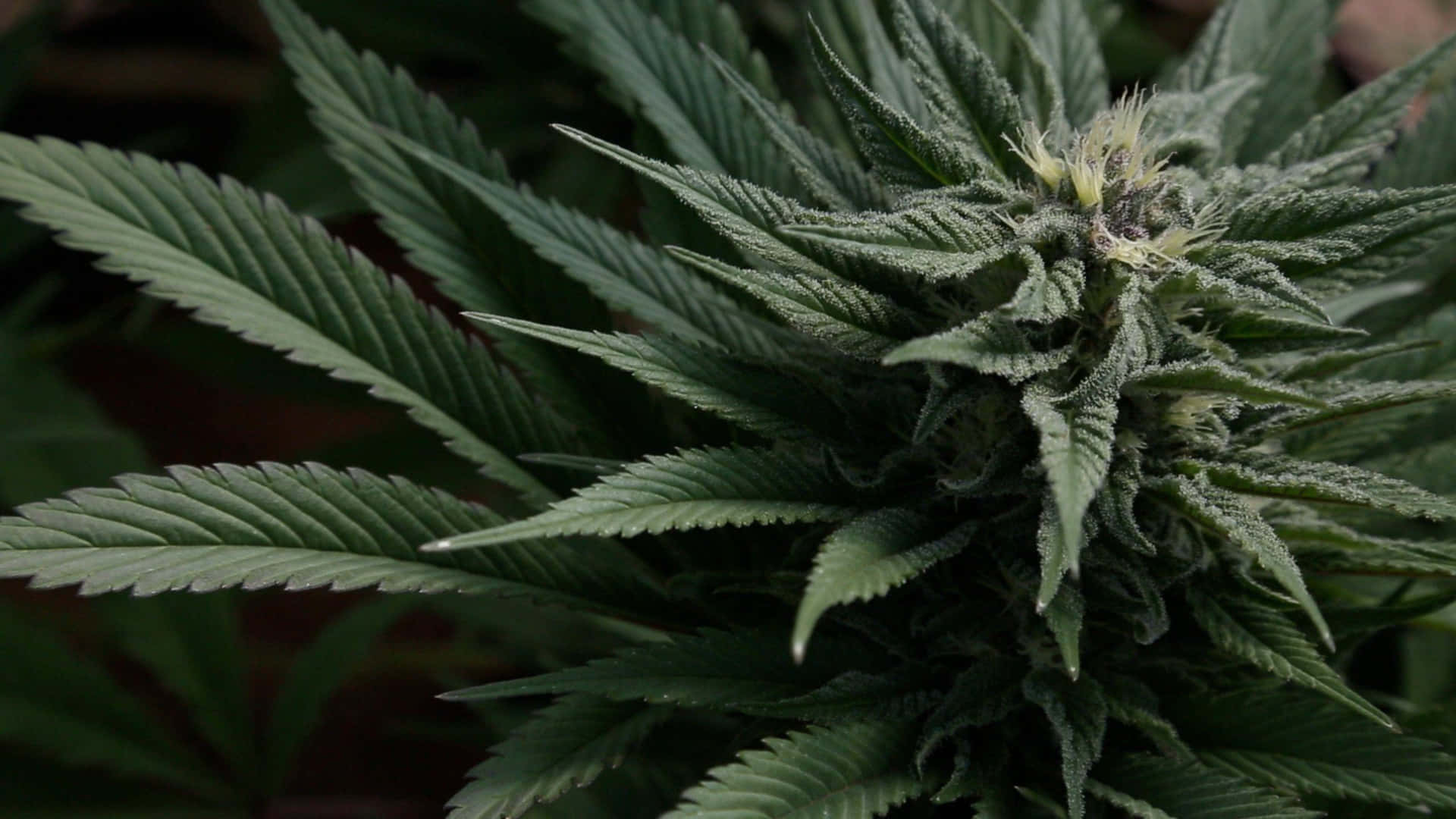 Einfeld Voller Cannabis-pflanzen, Bereit Zur Ernte