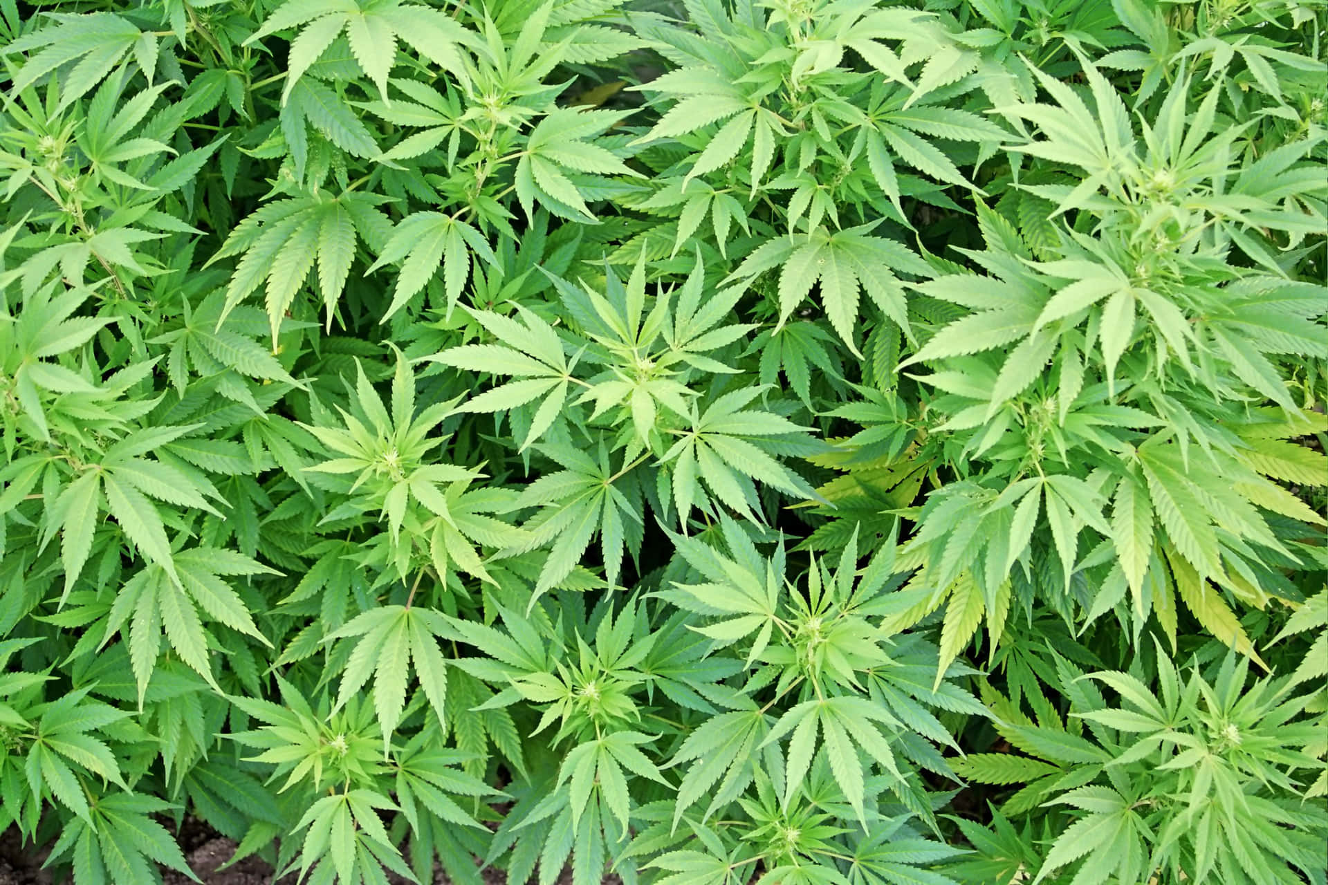 Natürlichberauscht: Diese Cannabispflanze Steht Hier Zur Hilfe Bereit