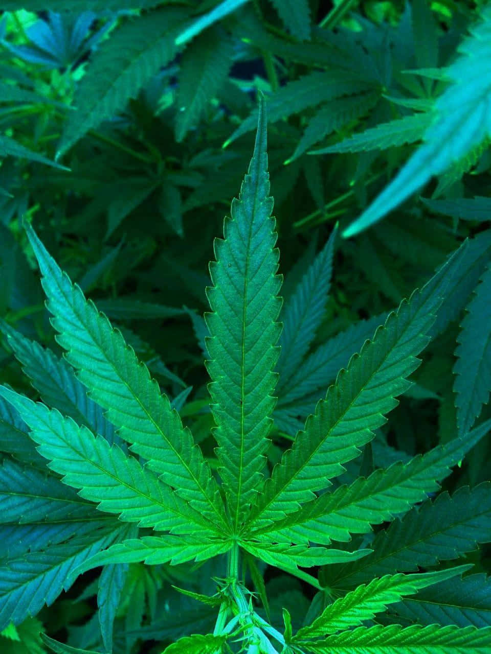 Smokablecannabis Erbjuder En Rad Upplevelser För Välmående