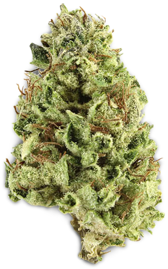 Cannabis Bud Closeup PNG