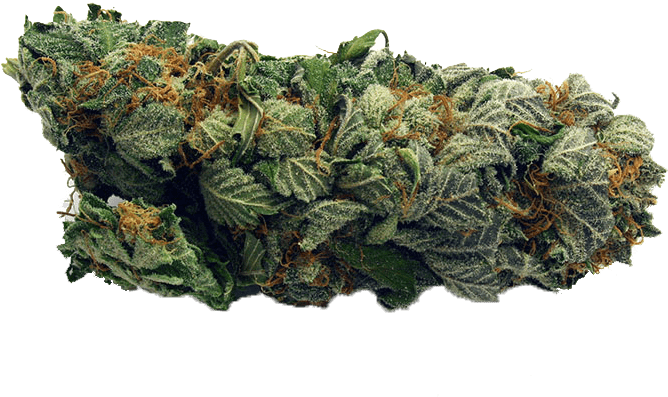 Cannabis Bud Closeup.png PNG