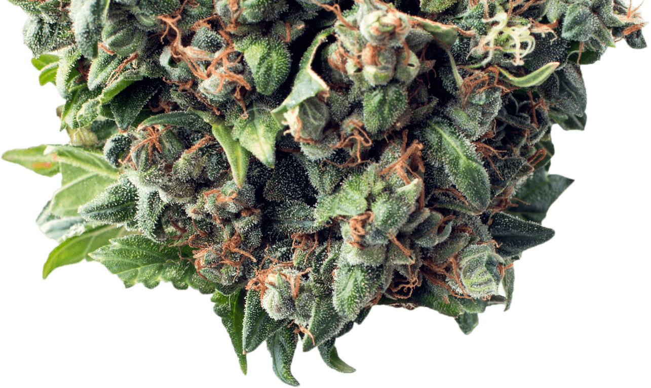 Cannabis Bud Closeup PNG