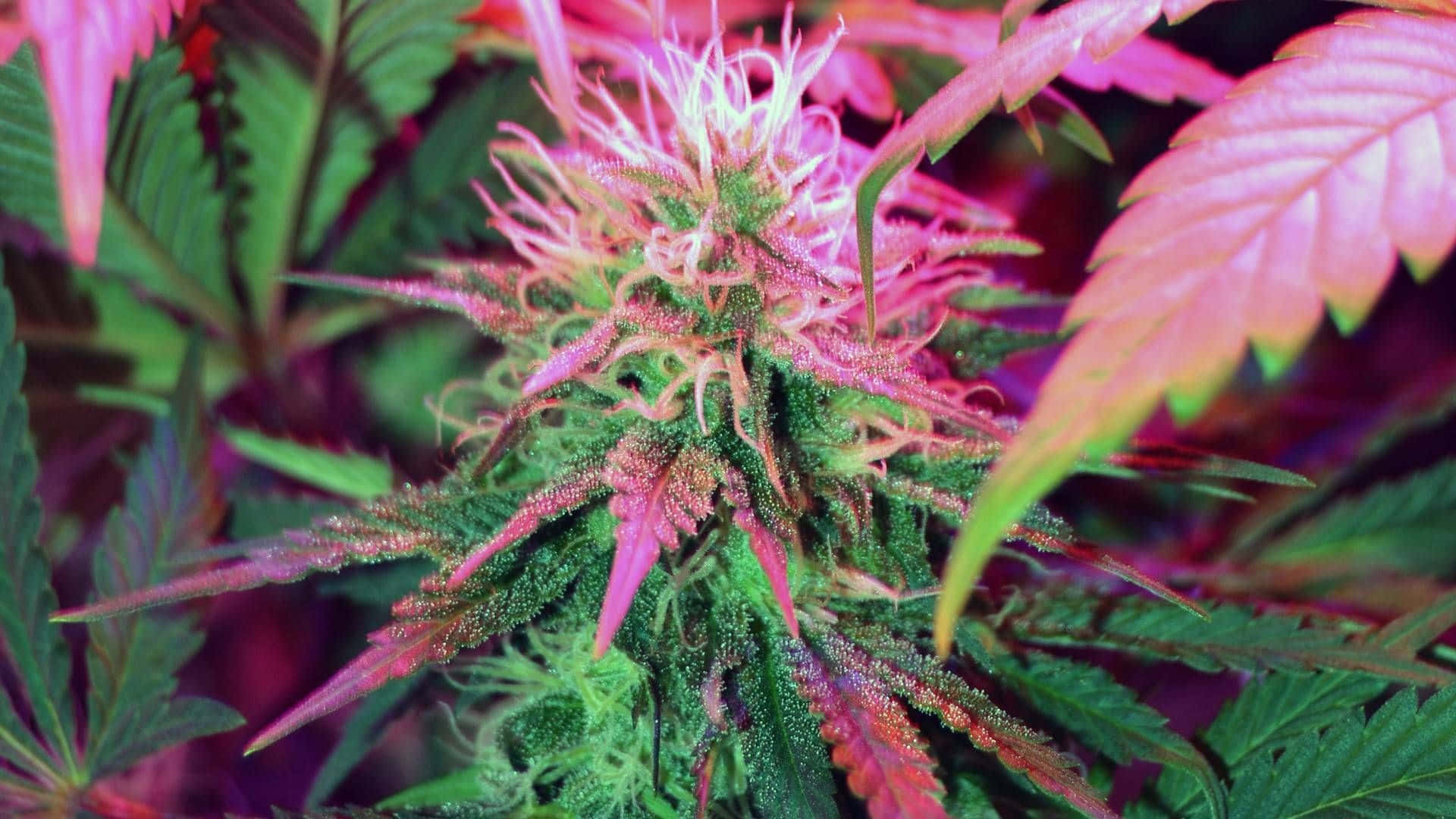 Cannabis Bud Pink Leaf Wallpaper