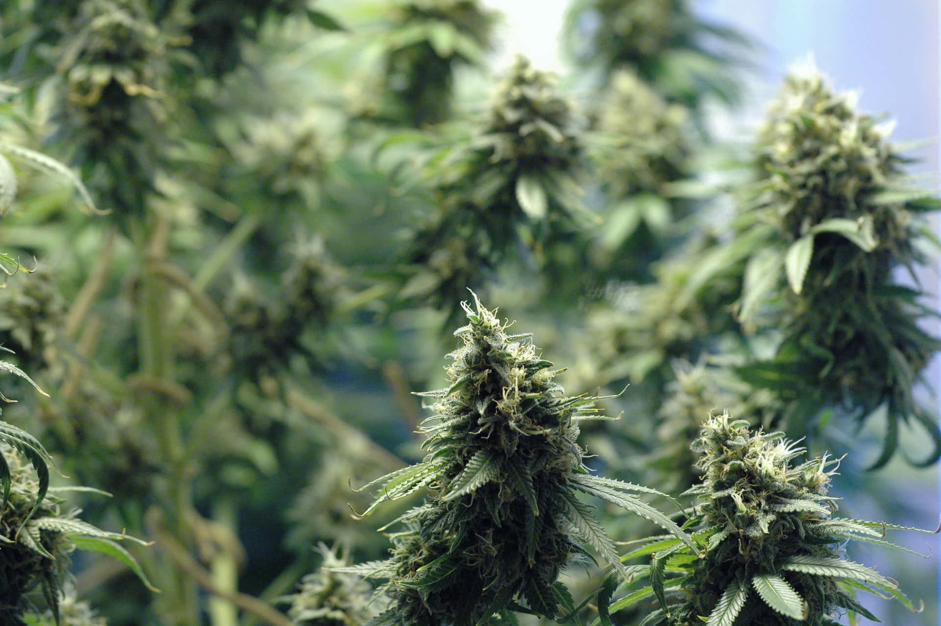Plantade Cogollo De Cannabis. Fondo de pantalla