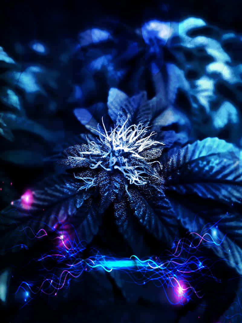 Cannabis Bud Purple Art Wallpaper