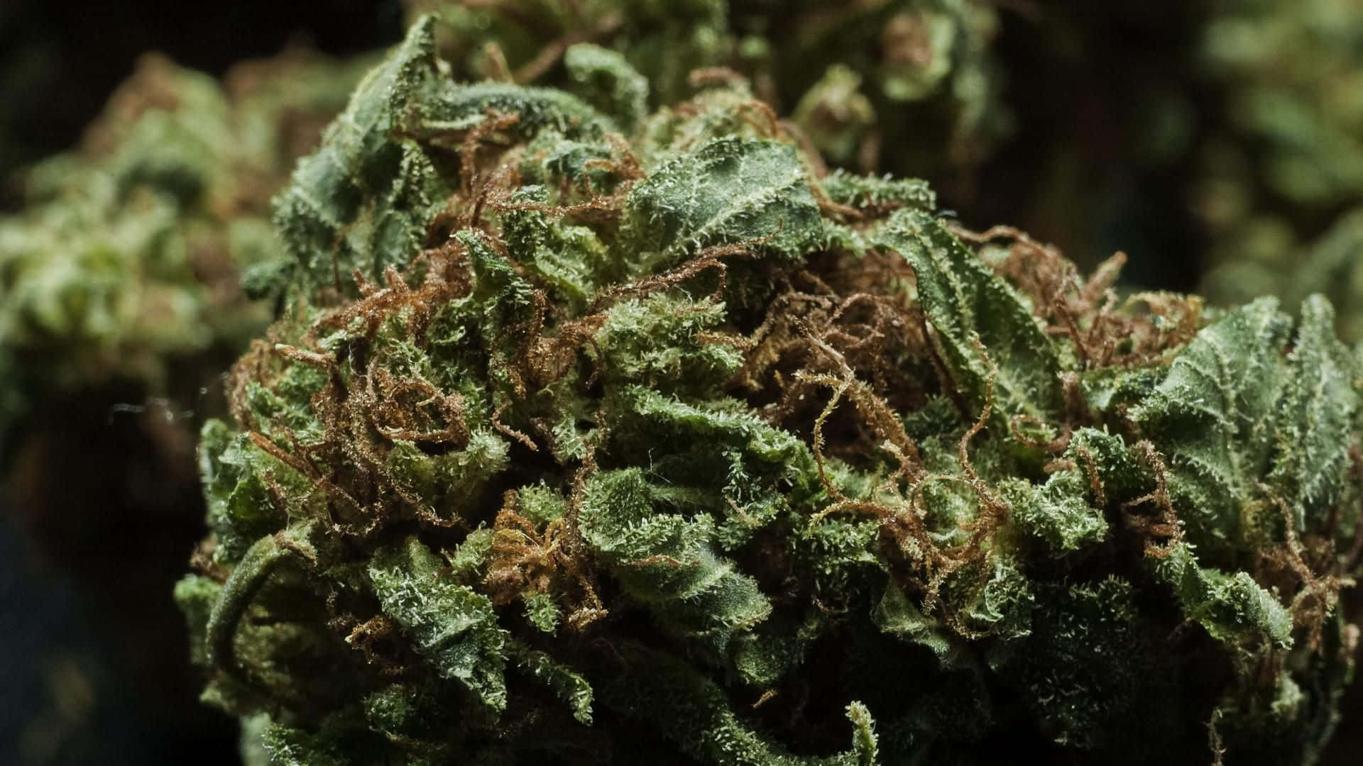 Cannabis Bud Weed Picture
