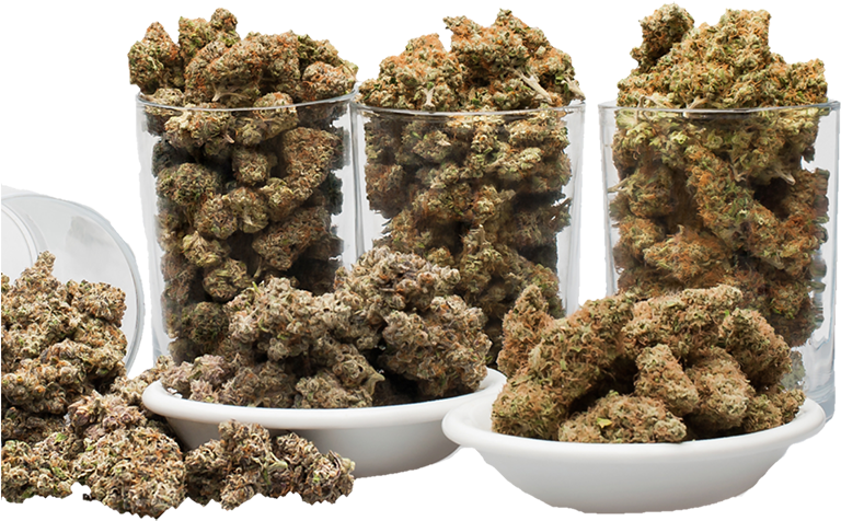 Cannabis Buds Display PNG