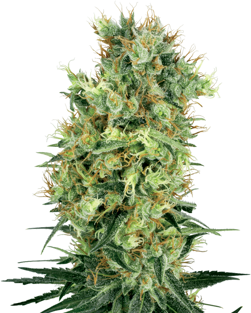 Cannabis Flower Closeup PNG