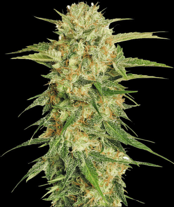Cannabis Flower Closeup PNG