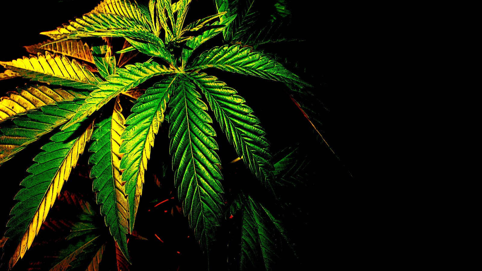 Cannabisno Escuro Papel de Parede