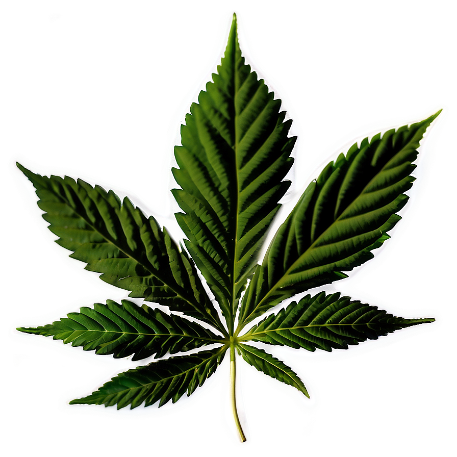 Download Cannabis Indica Leaf Png 41 